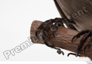Bohemian waxwing Bombycilla garrulus claw foot 0002.jpg